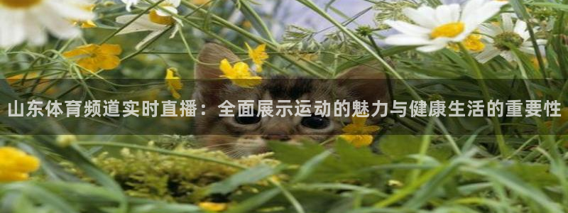 山东体育频道实时直播：全面展示运动的魅力与健康生活的重要性