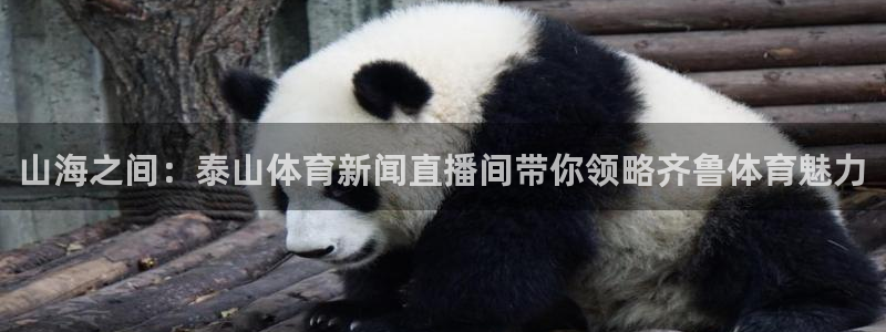 世界杯赛程时间表2022：山海之间：泰山体育新闻直播间带你领略齐鲁体育魅力
